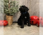 Small Goldendoodle-Poodle (Standard) Mix