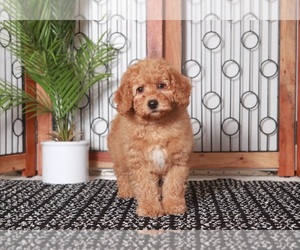 Goldendoodle (Miniature) Puppy for sale in NAPLES, FL, USA