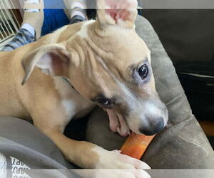 Mutt Dogs for adoption in Strongsville, OH, USA