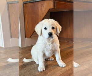 Anatolian Pyrenees Dogs for adoption in Houston, TX, USA