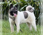 Small #3 Akita