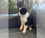 Small Photo #3 Australian Shepherd Puppy For Sale in GILBERT, AZ, USA