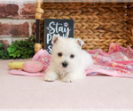 Small #9 West Highland White Terrier