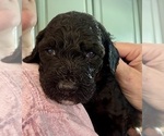Small Photo #59 Bernedoodle Puppy For Sale in MOULTON, AL, USA