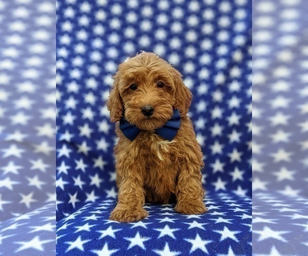 Medium Photo #6 Poodle (Miniature) Puppy For Sale in OXFORD, PA, USA