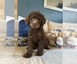 Puppy Brownie Aussiedoodle