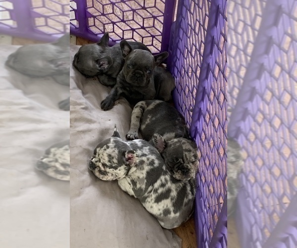 Medium Photo #2 French Bulldog Puppy For Sale in CITY INDUSTRY, CA, USA