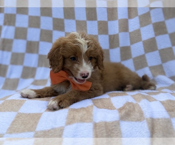 Medium Photo #8 Goldendoodle (Miniature) Puppy For Sale in LAKELAND, FL, USA