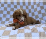 Larry - Male Goldendoodle (Miniature) Puppy for Sale - Photo #8