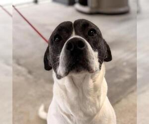 Labrador Retriever-Unknown Mix Dogs for adoption in Yardley, PA, USA