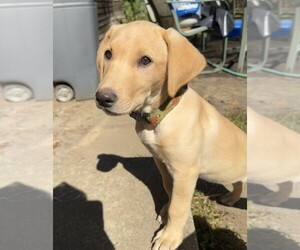 Medium Labrador Retriever