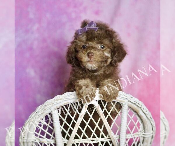 Medium Photo #37 Poodle (Miniature) Puppy For Sale in WARSAW, IN, USA