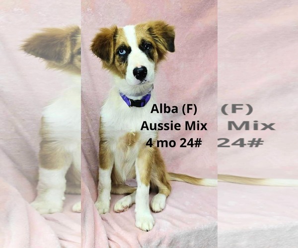Medium Photo #5 Australian Shepherd-Unknown Mix Puppy For Sale in pomfret, CT, USA
