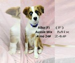 Small #4 Australian Shepherd Mix
