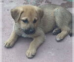 Small #3 Mutt