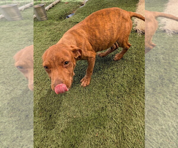 Medium Photo #6 Mutt Puppy For Sale in garner, NC, USA