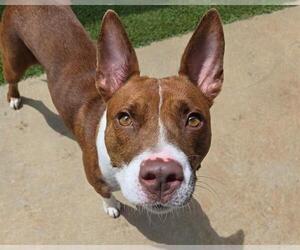 American Staffordshire Terrier-Unknown Mix Dogs for adoption in Raleigh, NC, USA