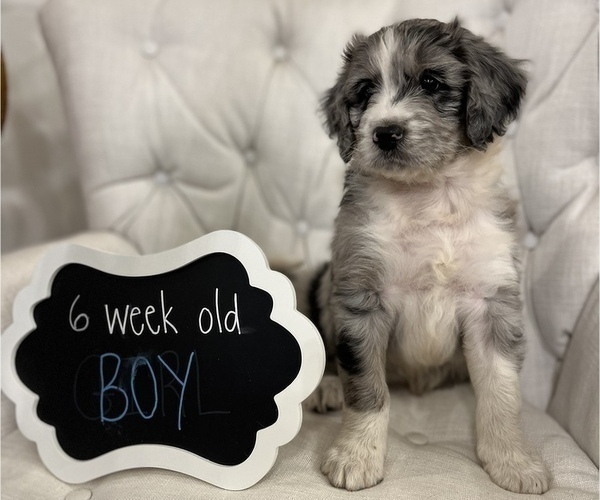 Medium Photo #2 Aussiedoodle Puppy For Sale in FRANKLINTON, LA, USA