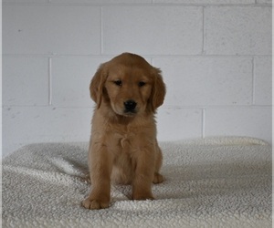 Golden Retriever Puppy for sale in MILLERSBURG, OH, USA