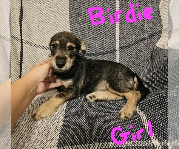 Medium Photo #21 Chizer Puppy For Sale in MONTEZUMA, GA, USA