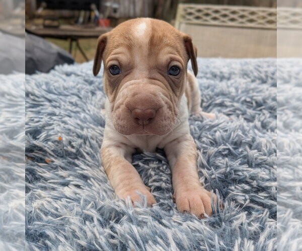 Medium Photo #7 Mutt Puppy For Sale in Vail, AZ, USA