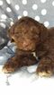 Small Photo #6 Aussie-Poo Puppy For Sale in LANCASTER, PA, USA