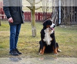 Small Photo #1 Bernese Mountain Dog Puppy For Sale in Dej, Cluj, Romainia