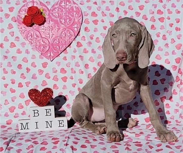 Medium Photo #5 Weimaraner Puppy For Sale in NEWCASTLE, OK, USA