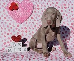 Small Photo #5 Weimaraner Puppy For Sale in NEWCASTLE, OK, USA