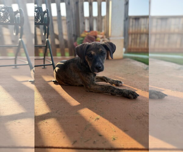 Medium Photo #5 Mutt Puppy For Sale in Greenville, SC, USA
