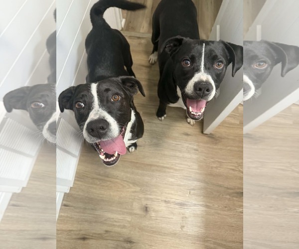 Medium Photo #11 Mutt Puppy For Sale in Sandy, UT, USA