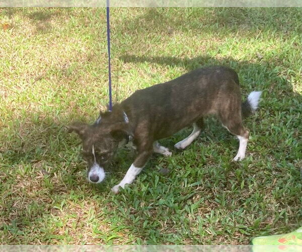 Medium Photo #3 Mutt Puppy For Sale in Canton, CT, USA