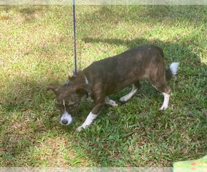 Bethany - Female Mutt Dog for Adoption - Photo #3