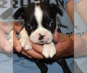 Boston Terrier Puppy for sale in CRKD RVR RNCH, OR, USA