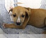 Small Mutt