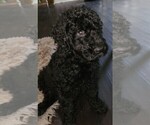 Small Photo #8 Labradoodle Puppy For Sale in RALEIGH, NC, USA