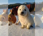 Small Photo #6 English Cream Golden Retriever Puppy For Sale in COLVILLE, WA, USA