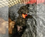 Small Photo #2 Poodle (Miniature) Puppy For Sale in BASTROP, TX, USA