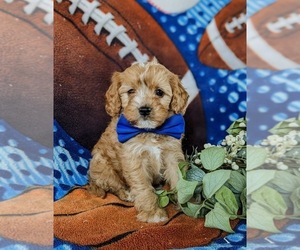 Cavapoo Puppy for sale in QUARRYVILLE, PA, USA