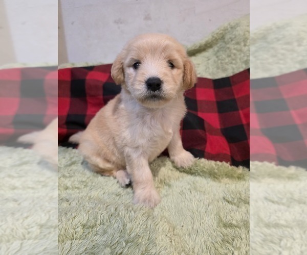 Medium Photo #3 Goldendoodle Puppy For Sale in DUBLIN, TX, USA