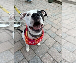 American Pit Bull Terrier-Unknown Mix Dogs for adoption in Germantown, OH, USA