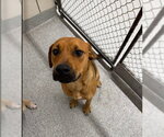 Small Black Mouth Cur Mix