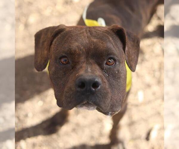Medium Photo #1 American Staffordshire Terrier Puppy For Sale in San Antonio, TX, USA