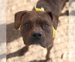 Small American Staffordshire Terrier