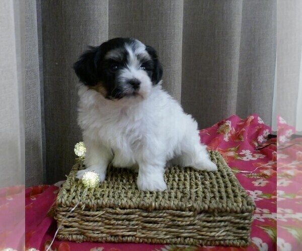 Medium Photo #6 Havanese Puppy For Sale in THREE RIVERS, MI, USA