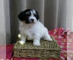 Small Photo #6 Havanese Puppy For Sale in THREE RIVERS, MI, USA