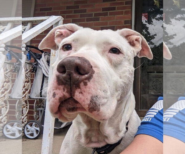 Medium Photo #10 American Pit Bull Terrier-Unknown Mix Puppy For Sale in Germantown, OH, USA
