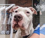 Small #9 American Pit Bull Terrier Mix