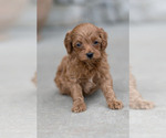 Small Photo #17 Goldendoodle (Miniature) Puppy For Sale in DENVER, PA, USA