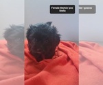 Small #1 Morkie Poo (Toy)